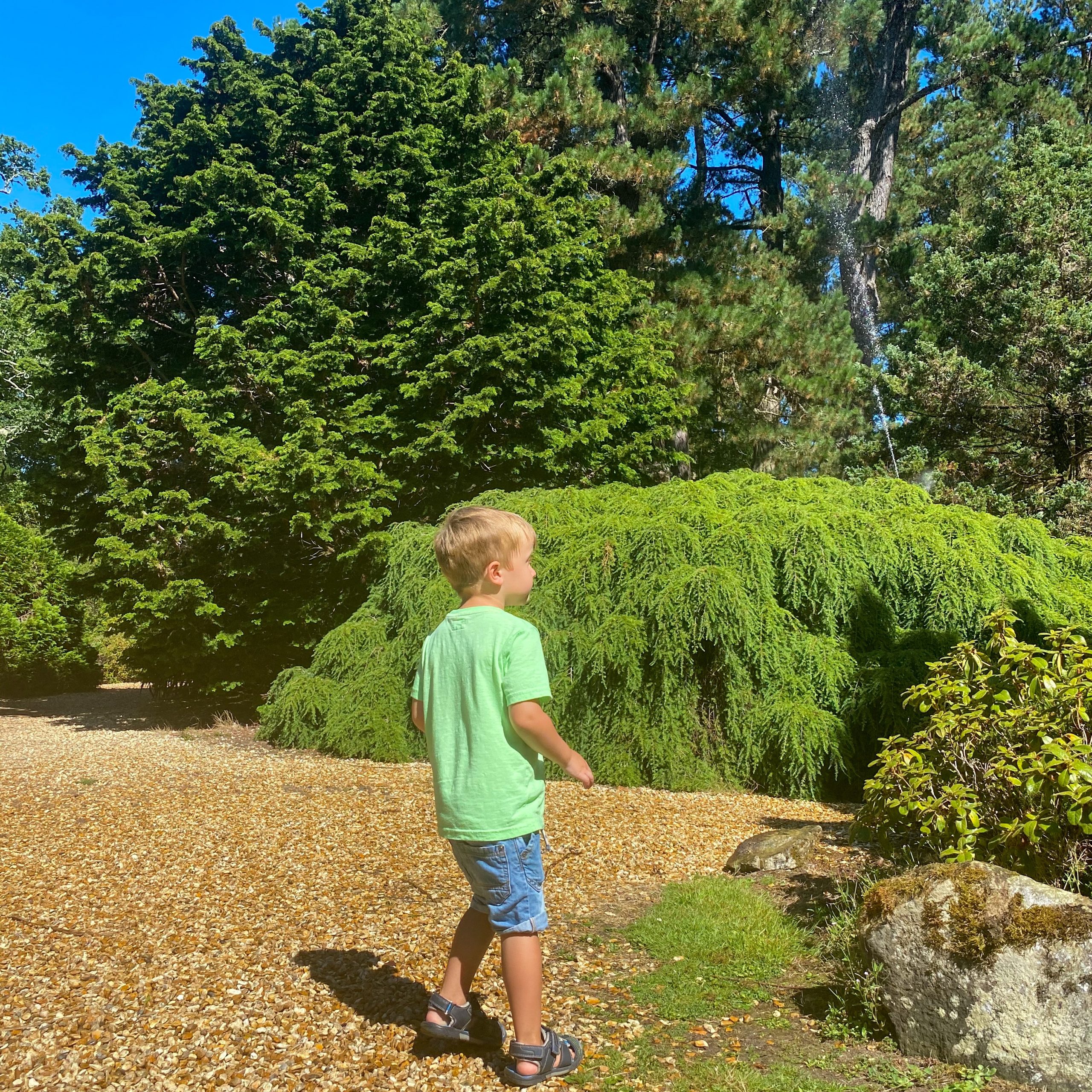 young boy stands with his back to camera in the gardens 