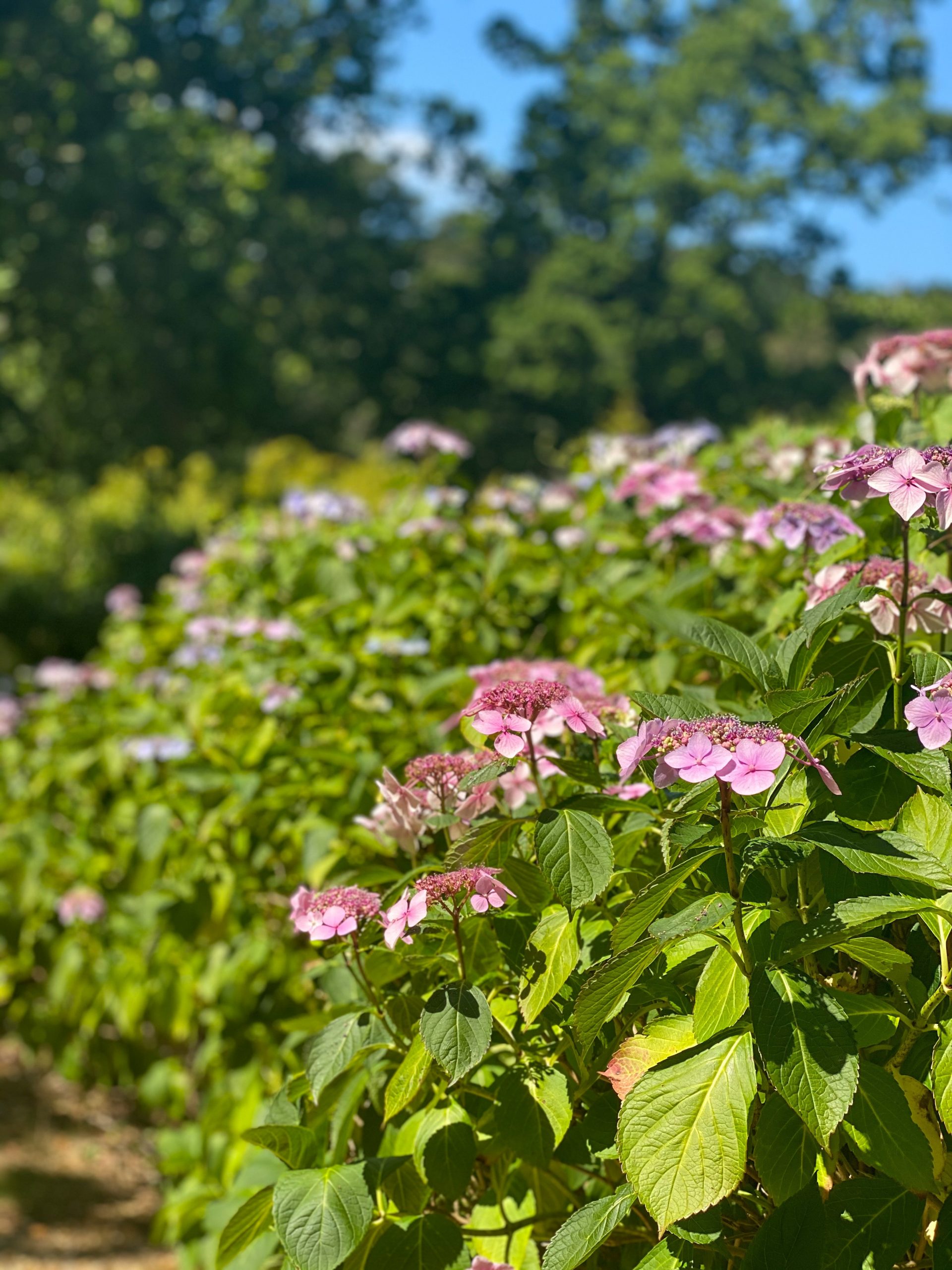 portrait shot of pink hydrangeas 