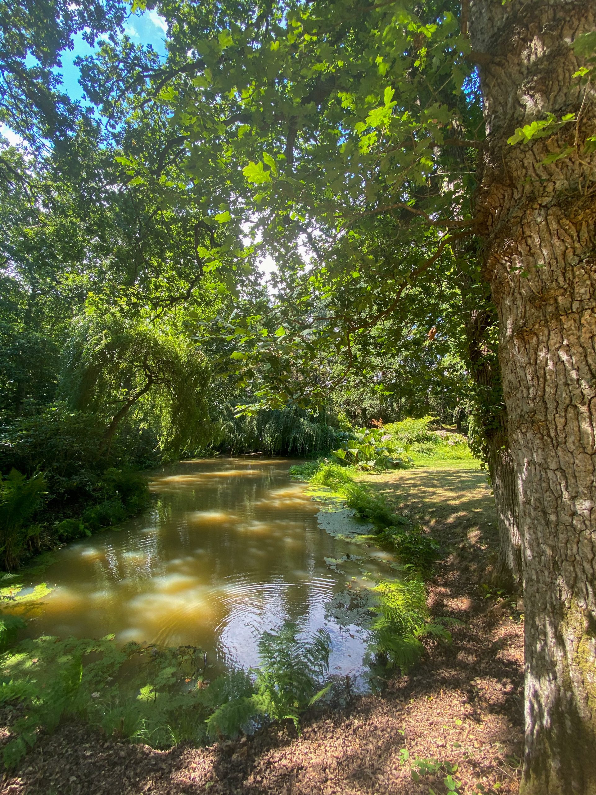 shady pond with sunlight 