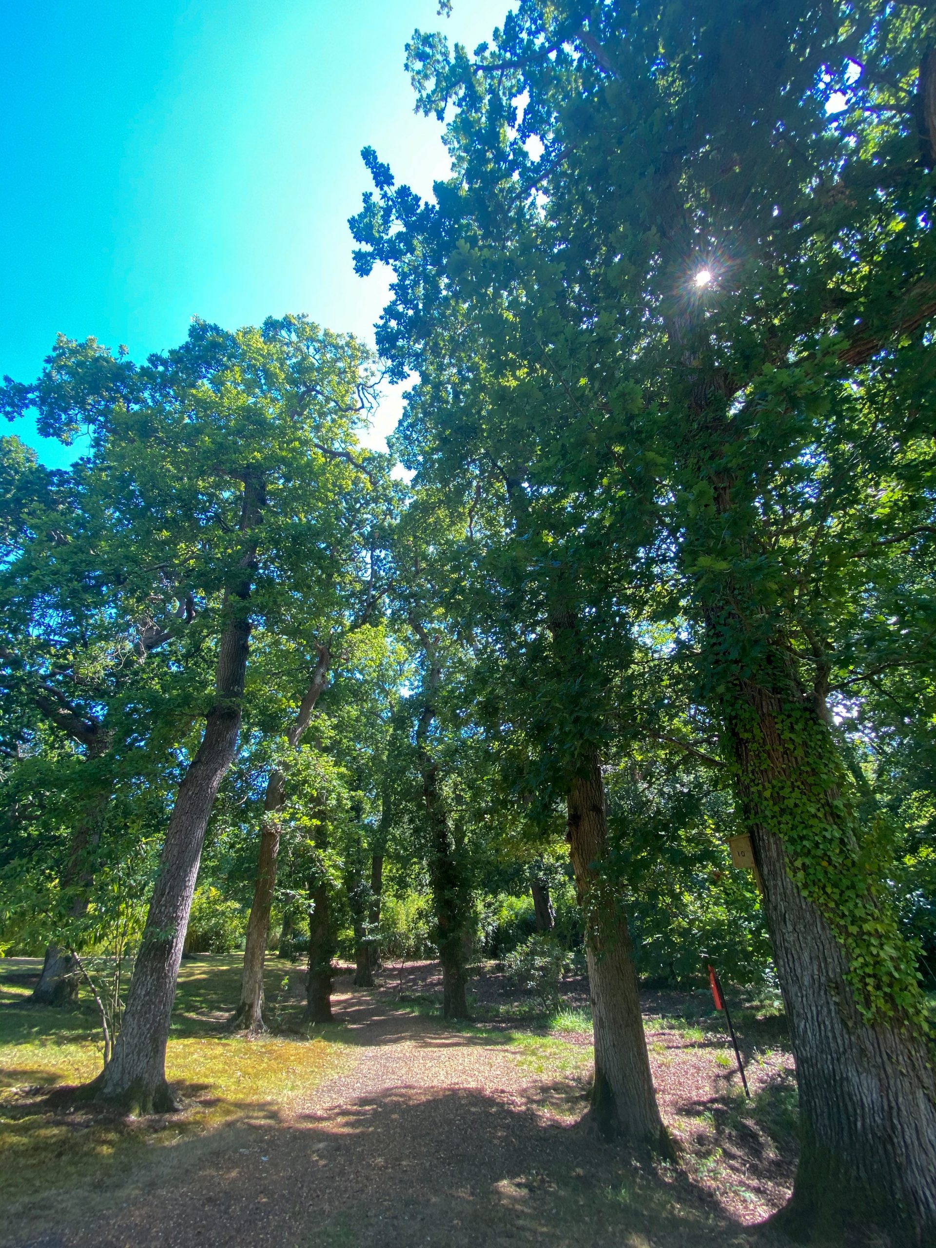 sun through the trees