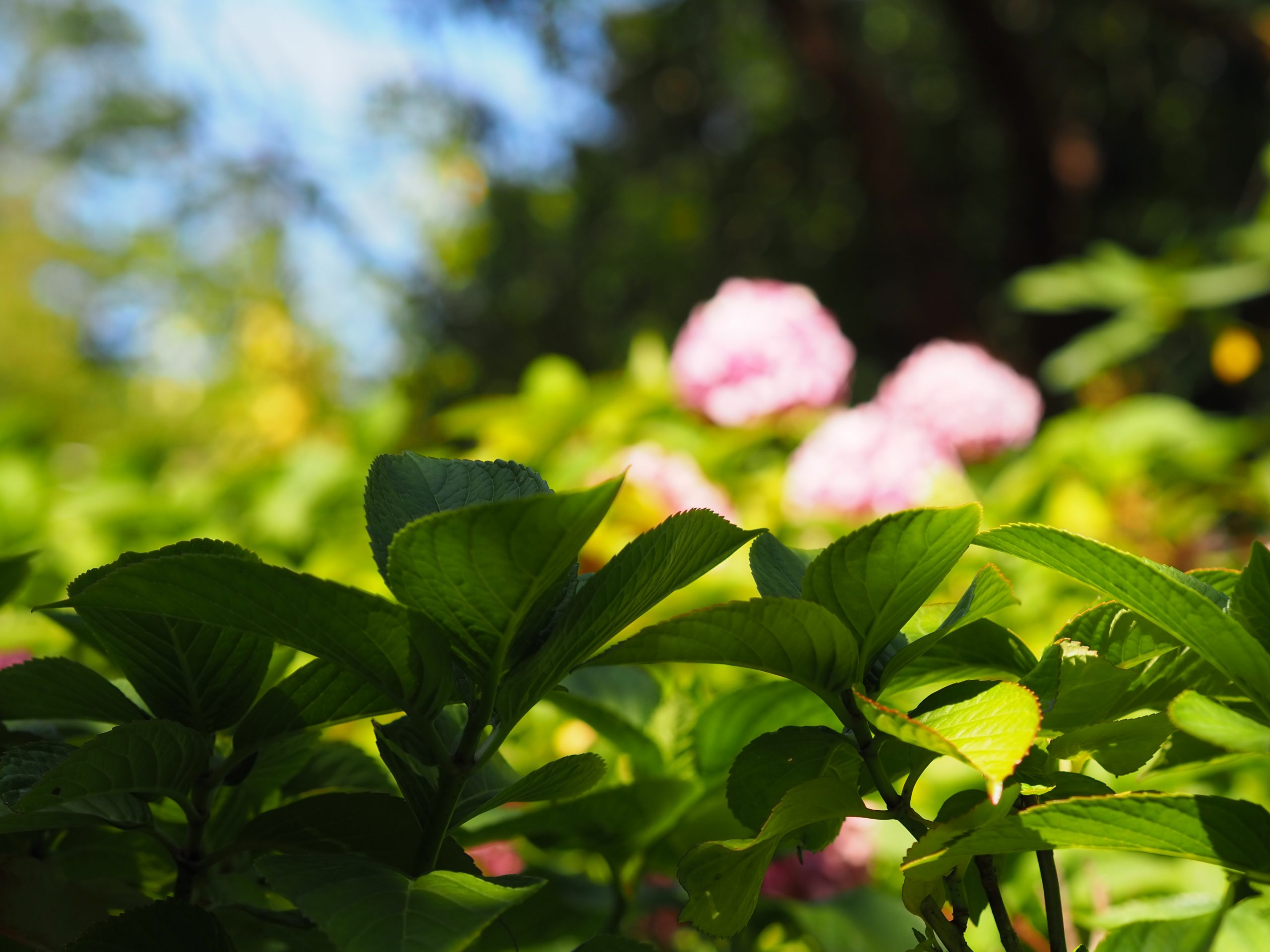 close up of leaves and flowers