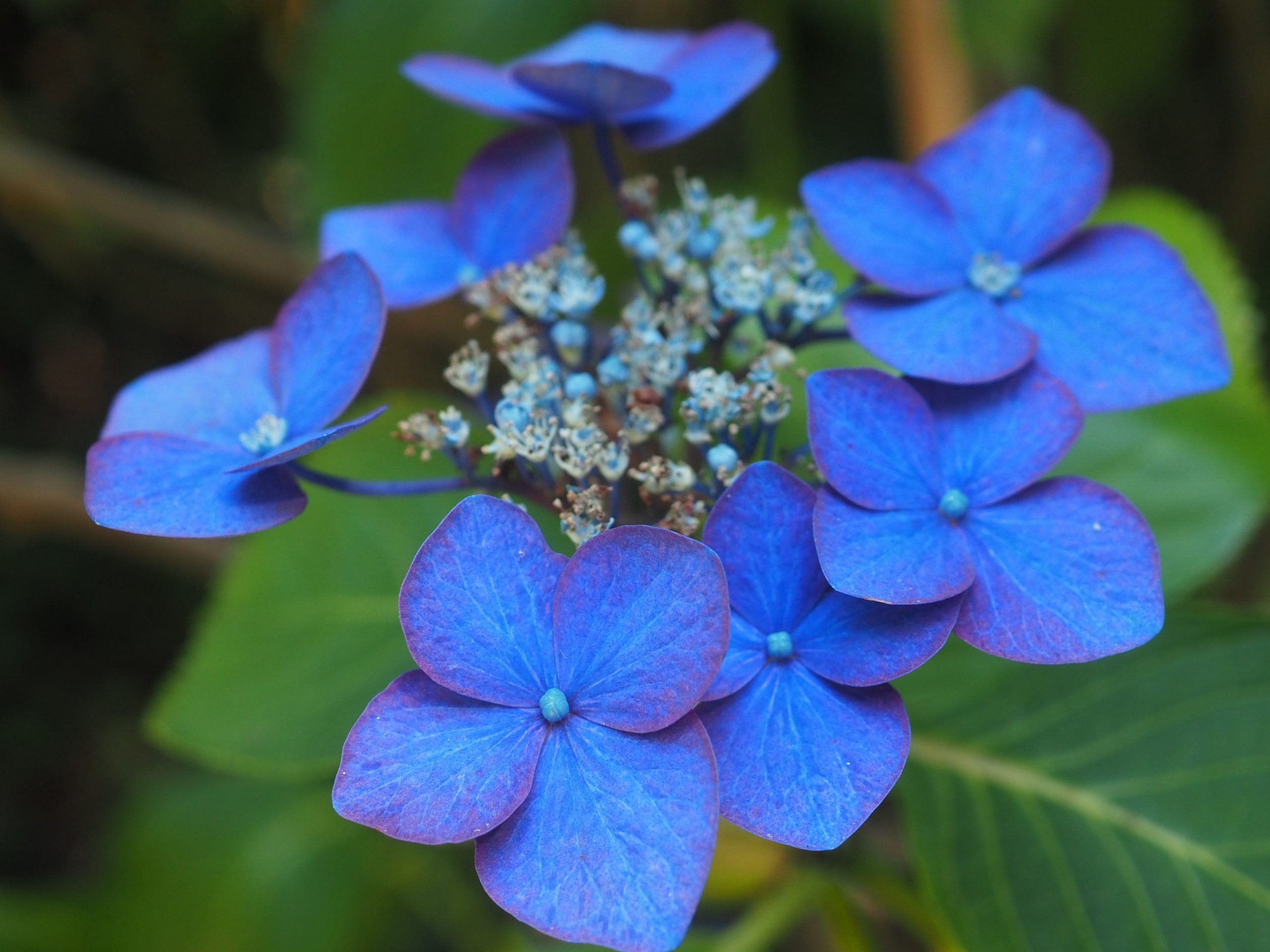 close up of blue flowers