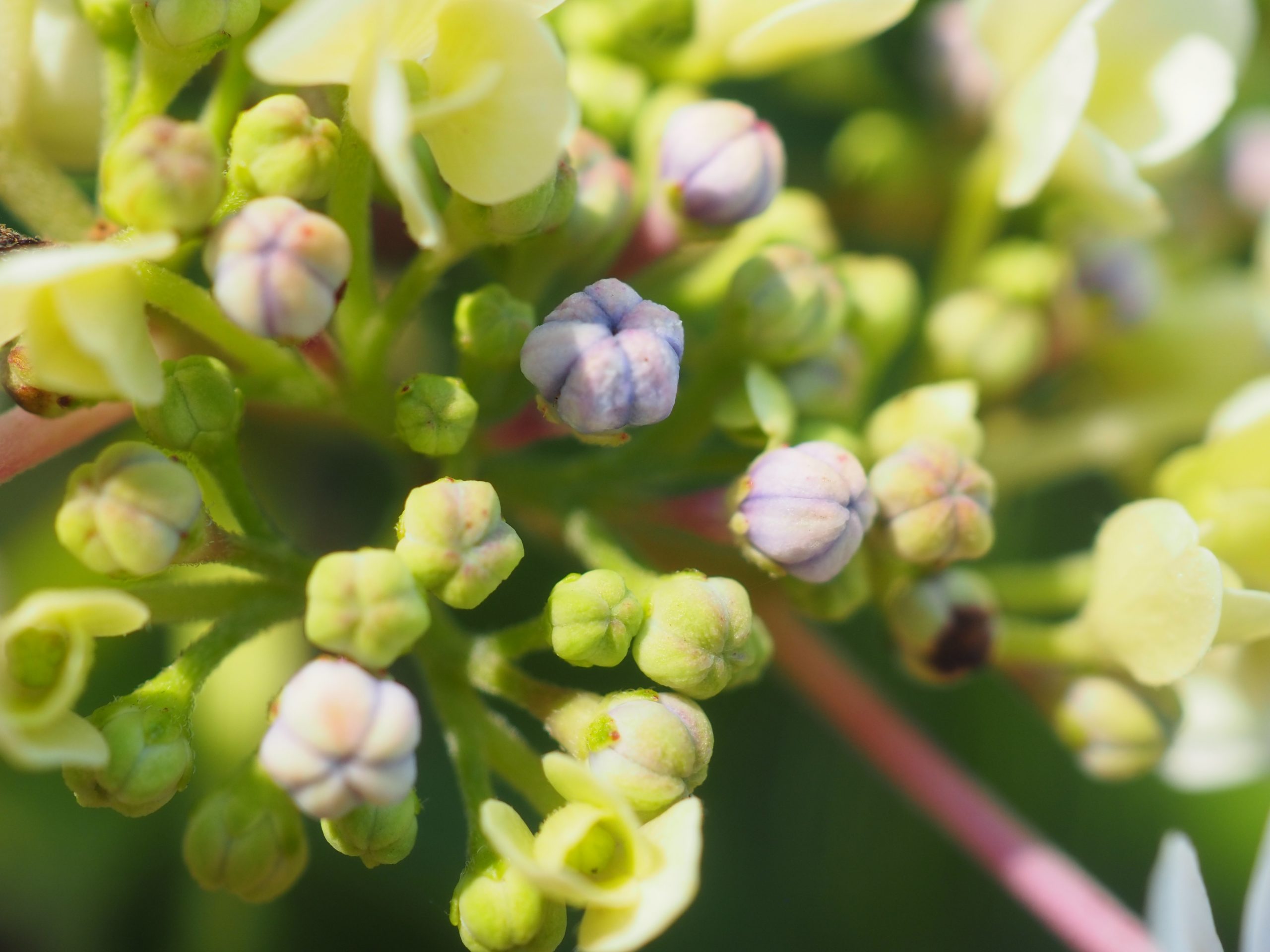 close up of flower buds