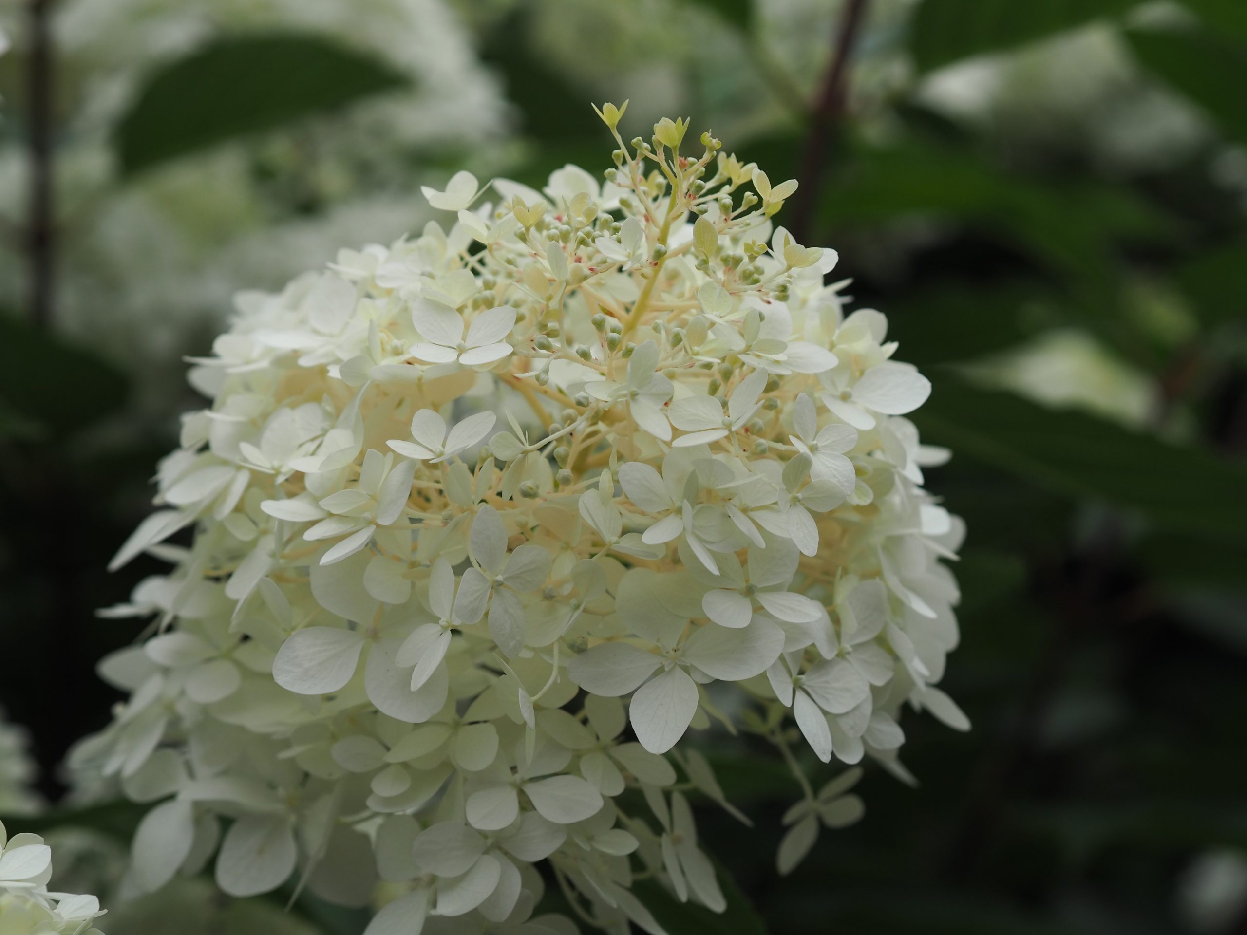 close up cream flower
