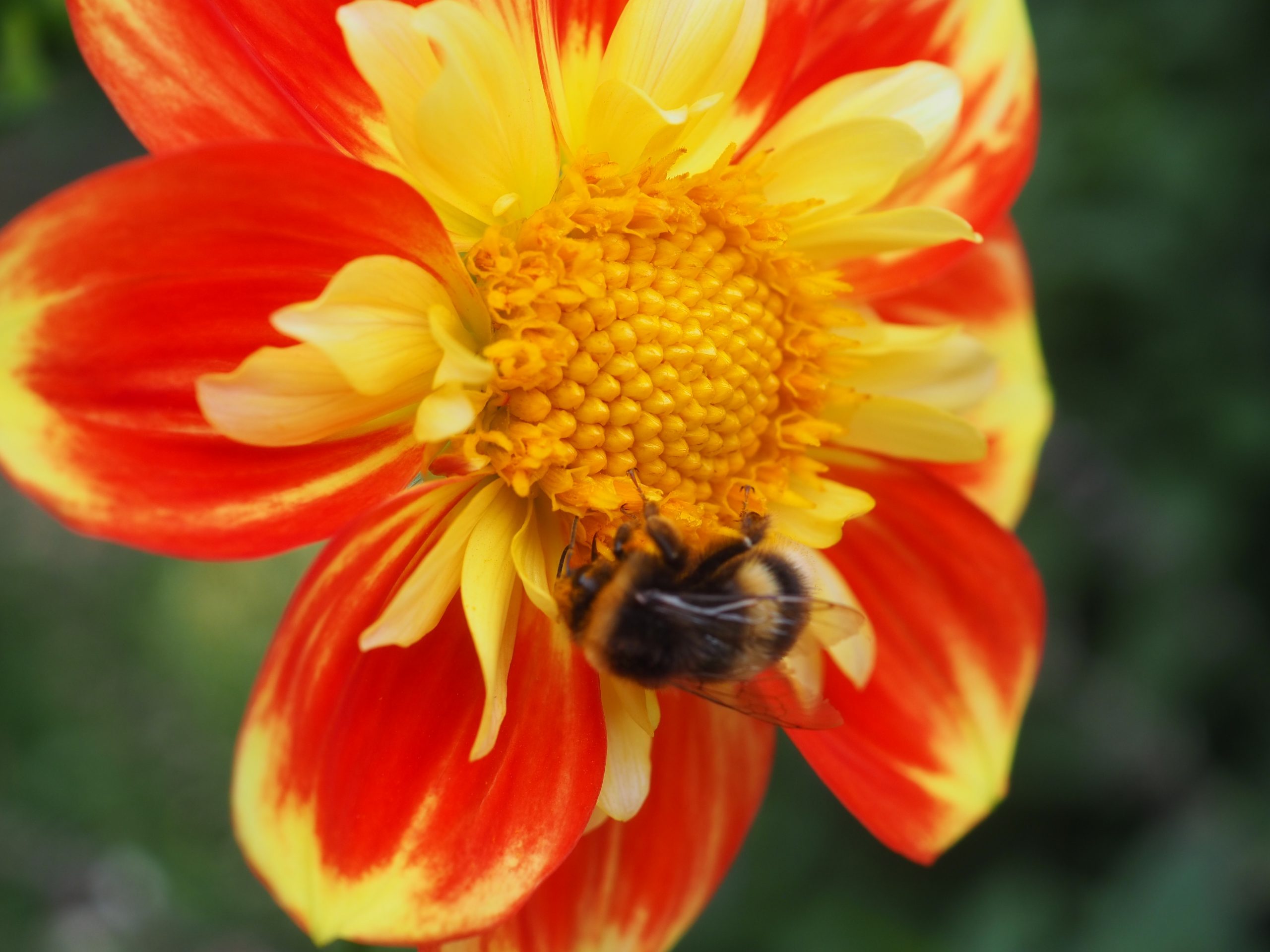 close up of a flower with a bee 