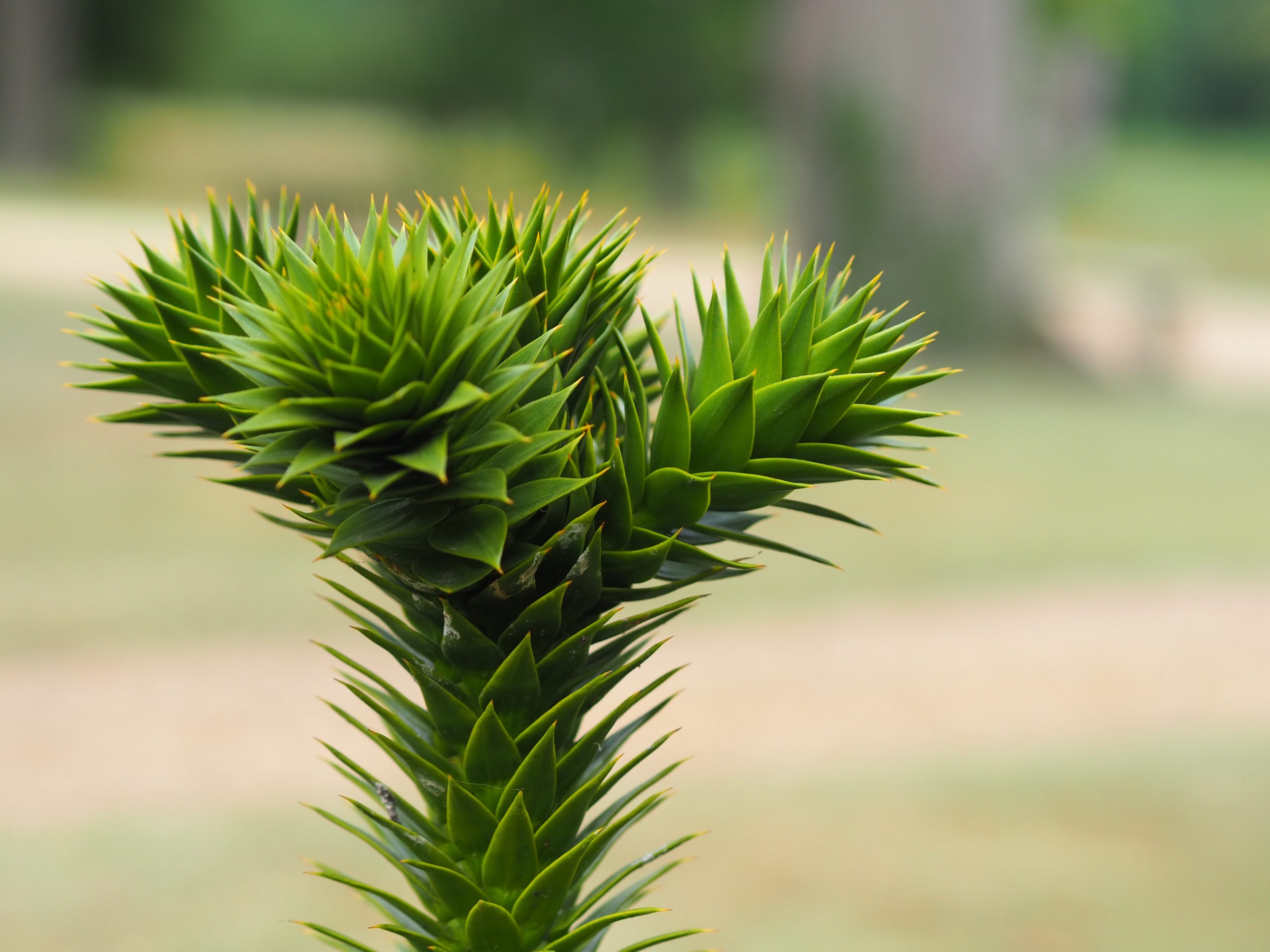close up monkey tree 