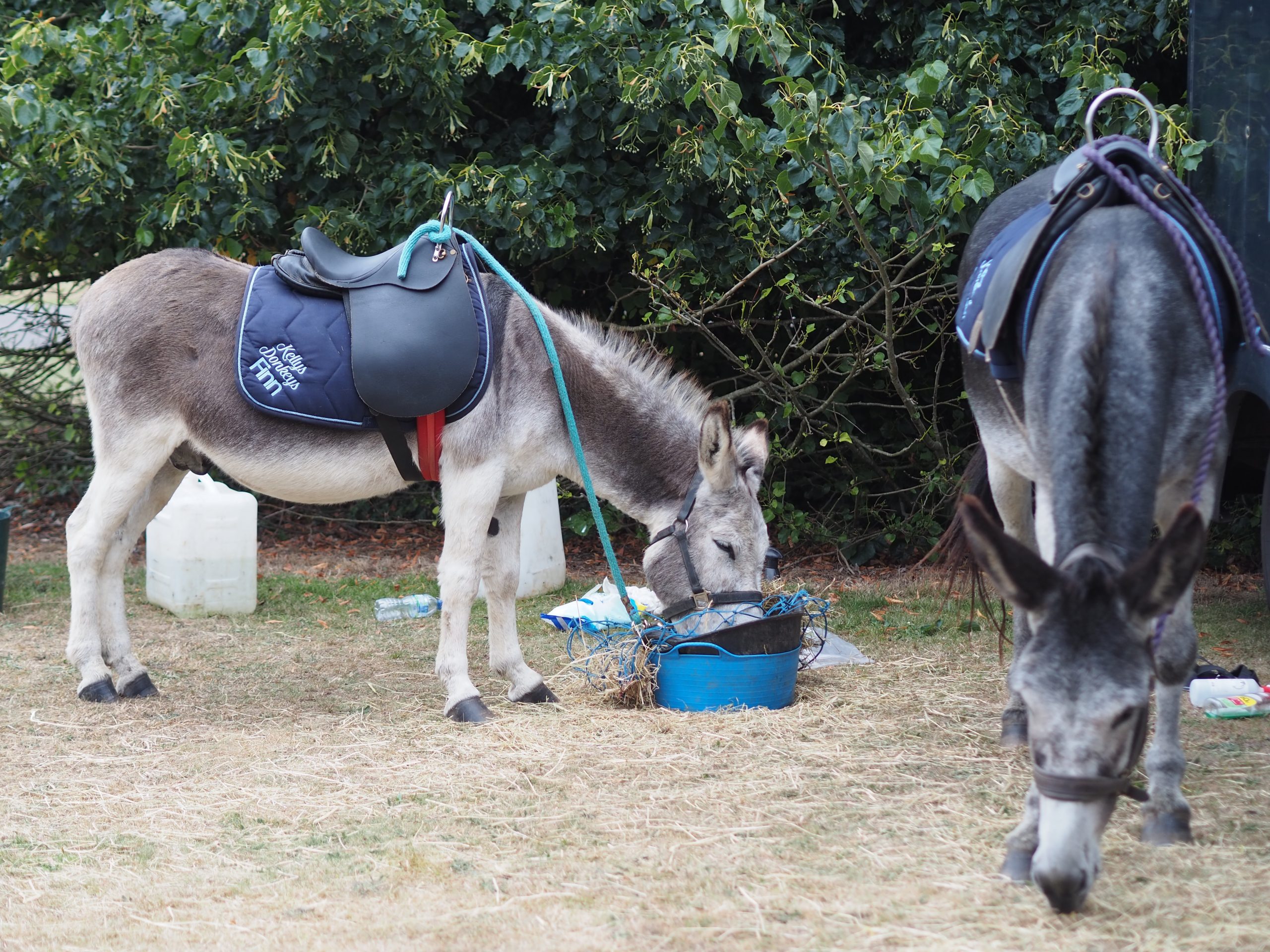 donkeys resting