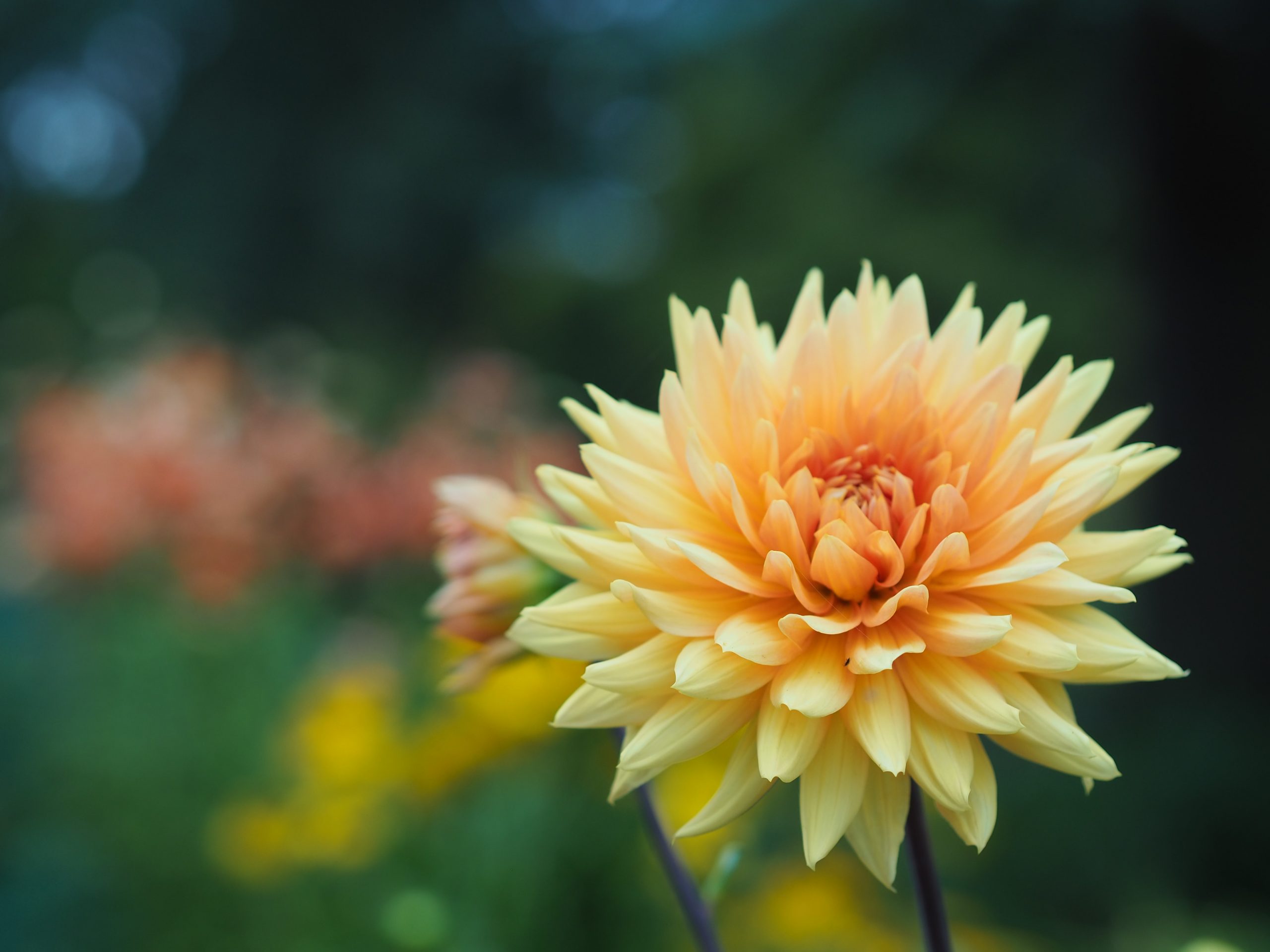 close up of pretty yellow and orange flower